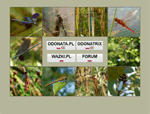 Tablet Screenshot of odonata.pl
